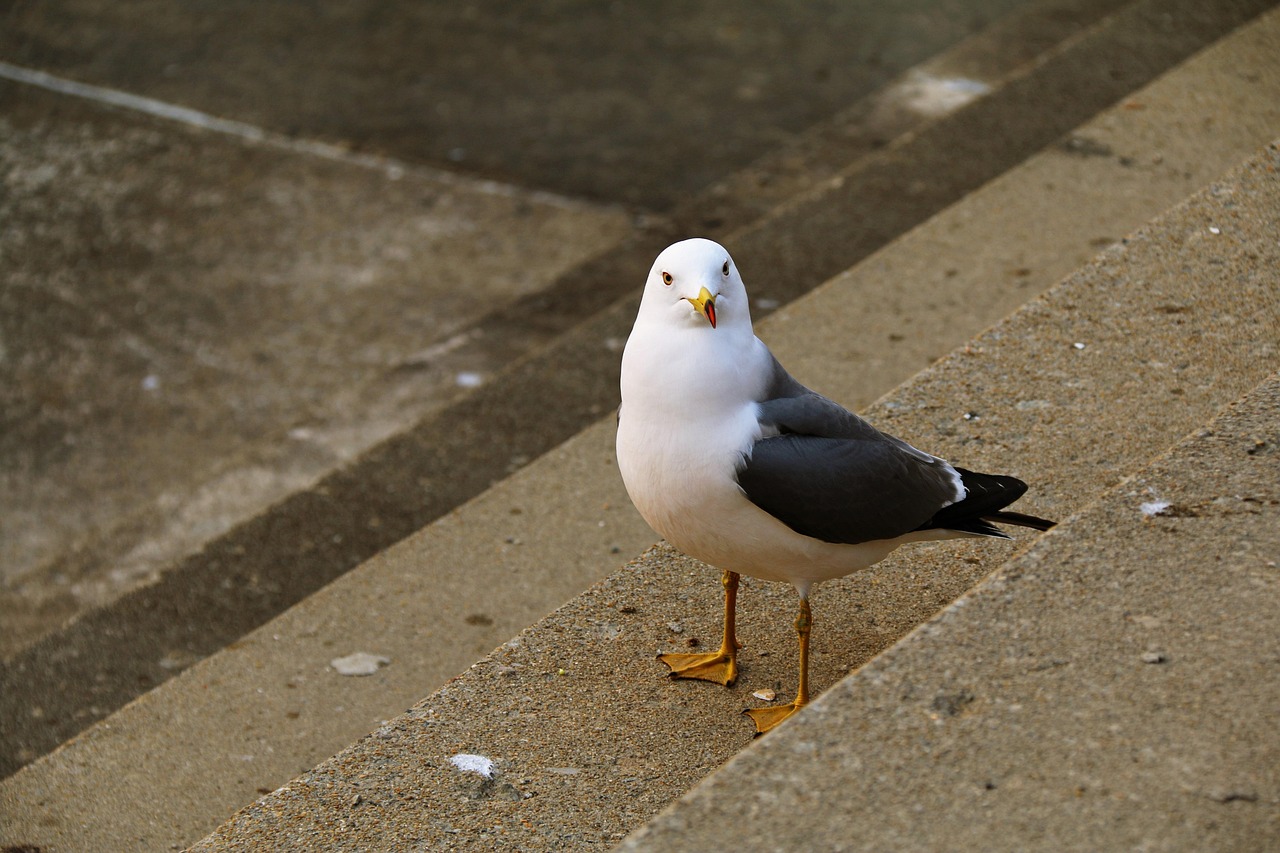 New, nature, seagull — Everything You Need to Know About Wire-O Binding for Books