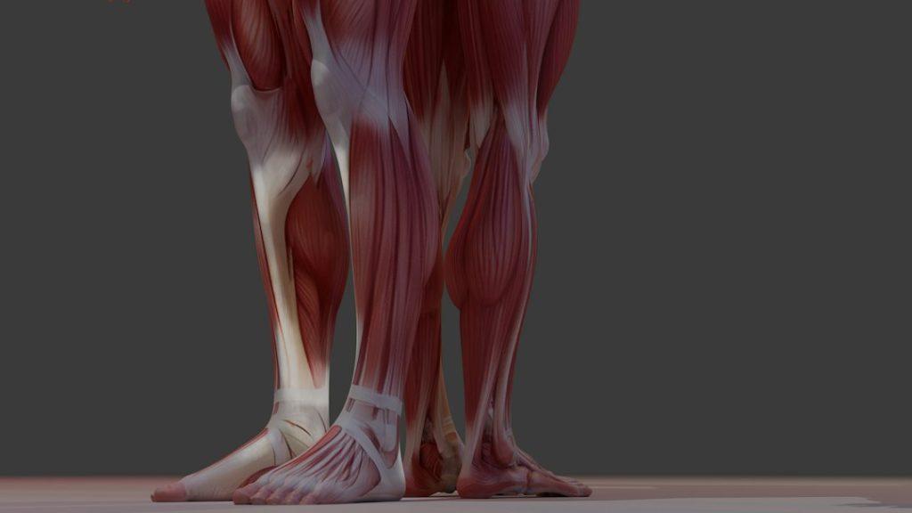Illustration of muscular anatomy of the lower legs showing details relevant to peripheral artery disease symptoms