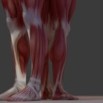 The Clinical Significance of Peripheral Artery Disease in Vascular Medicine