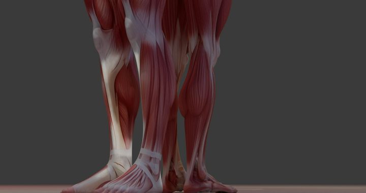 Illustration of muscular anatomy of the lower legs showing details relevant to peripheral artery disease symptoms