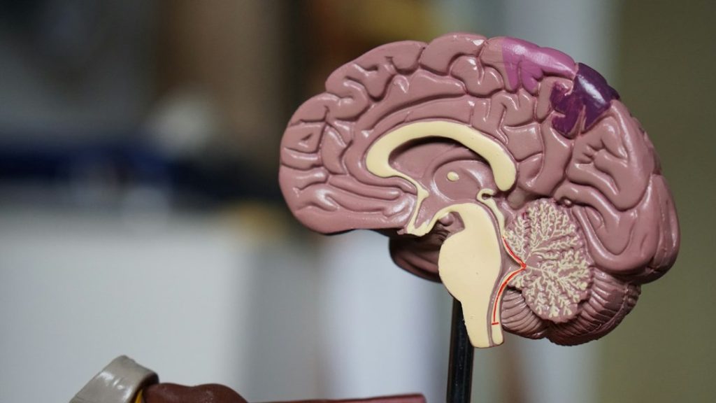 A close-up of a model of the human brain showing various regions.