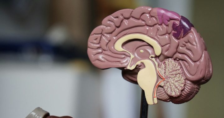 A close-up of a model of the human brain showing various regions.